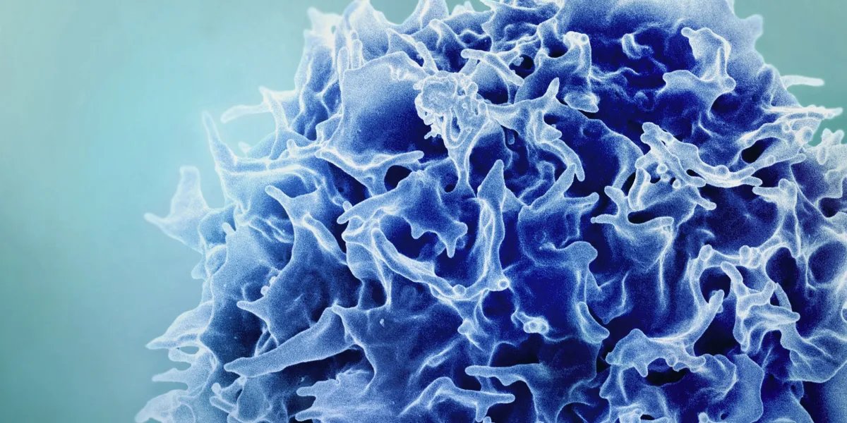 A new way to rejuvenate the immune system