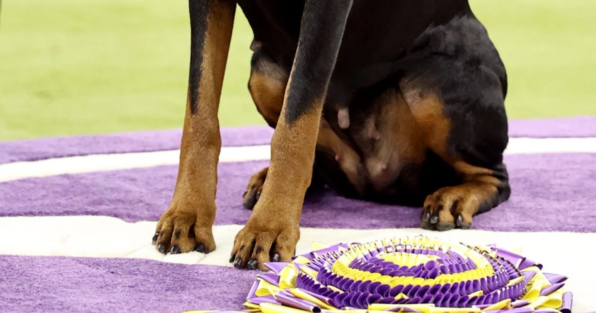 Doberman wins top prize at Westminster dog show