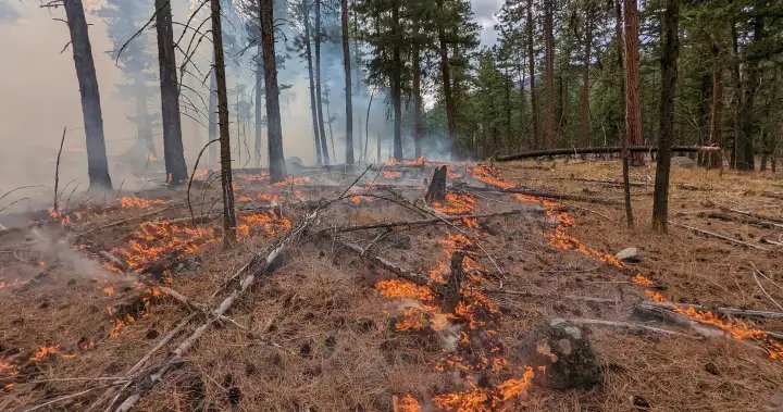 Nationwide prescribed burn program being launched, administered through UBC-Okanagan – Okanagan