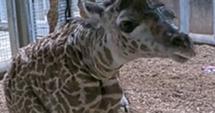 ‘Head over hooves’: Toronto Zoo announces birth of calf from endangered giraffe species – Toronto