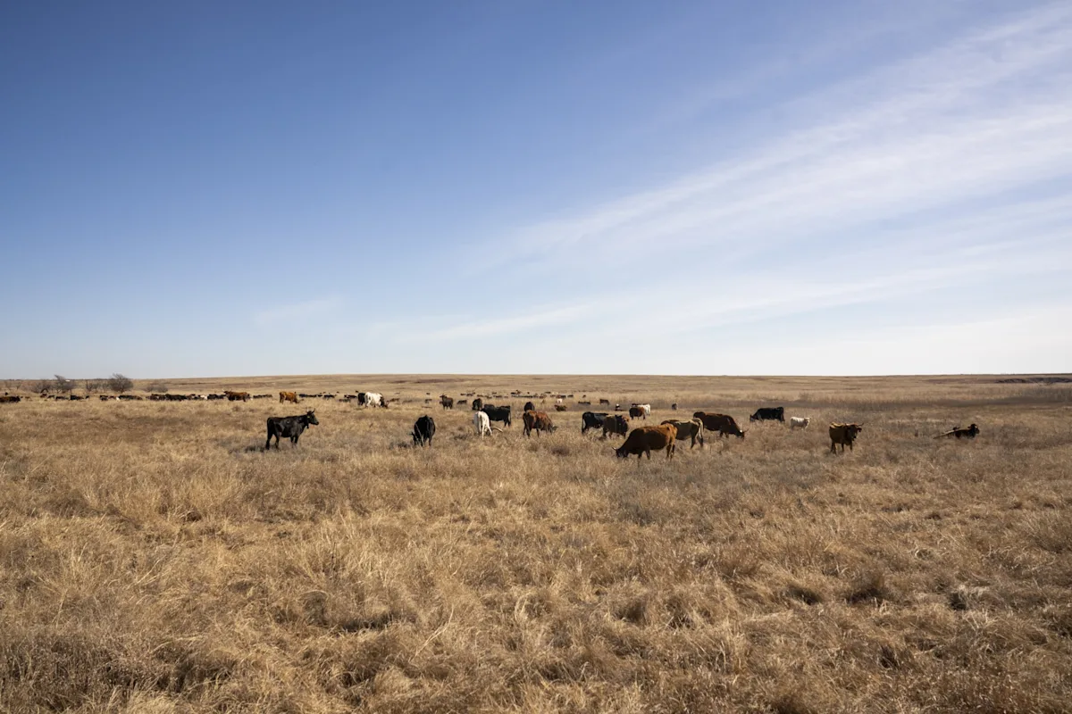 America’s Vanishing Cattle Herd Drives 15% Price Hikes for Beef