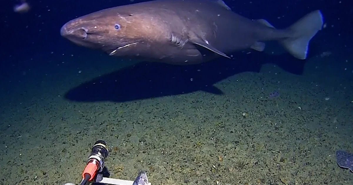 Shark caught on camera for first time in Antarctica’s near-freezing deep