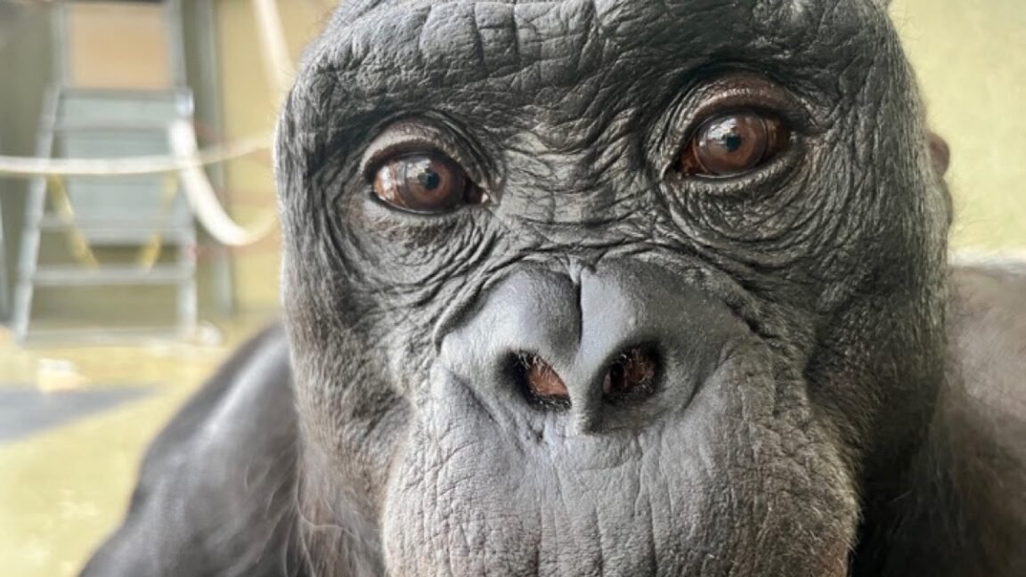 Watch Kanzi the bonobo pretend to have a tea party