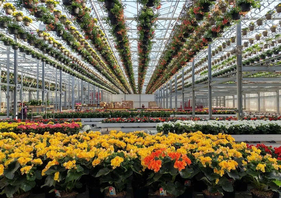 B.C. greenhouse giant sues longtime manager over alleged $7.2M fraud