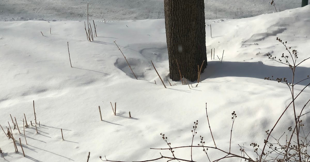 Saturday Photo: Tracks in the Snow