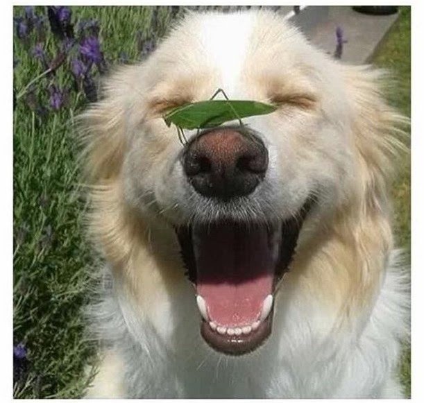 Olympic Catch-up plus some funny and lovely posts, and Carney Hat-trick, TrumpWatch, Animal Crackers