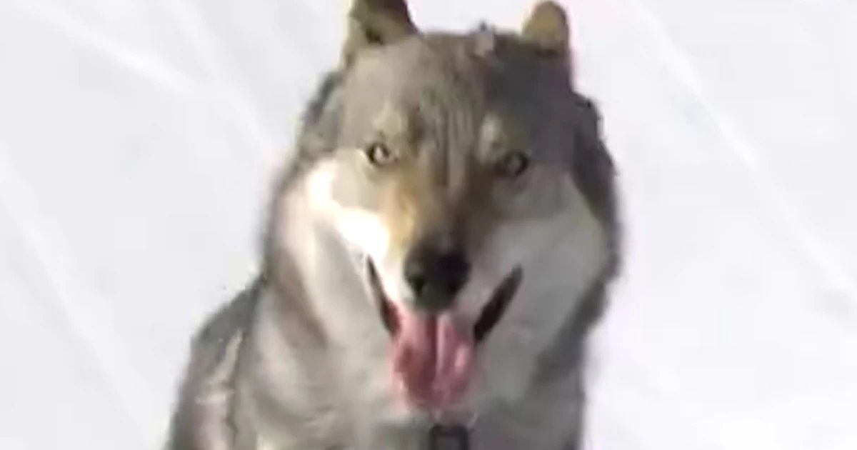 Dog crashes Winter Games during cross-country skiing