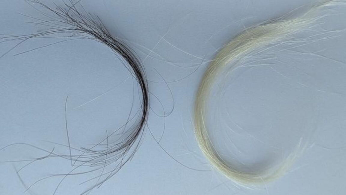 A century of hair samples proves leaded gas ban worked
