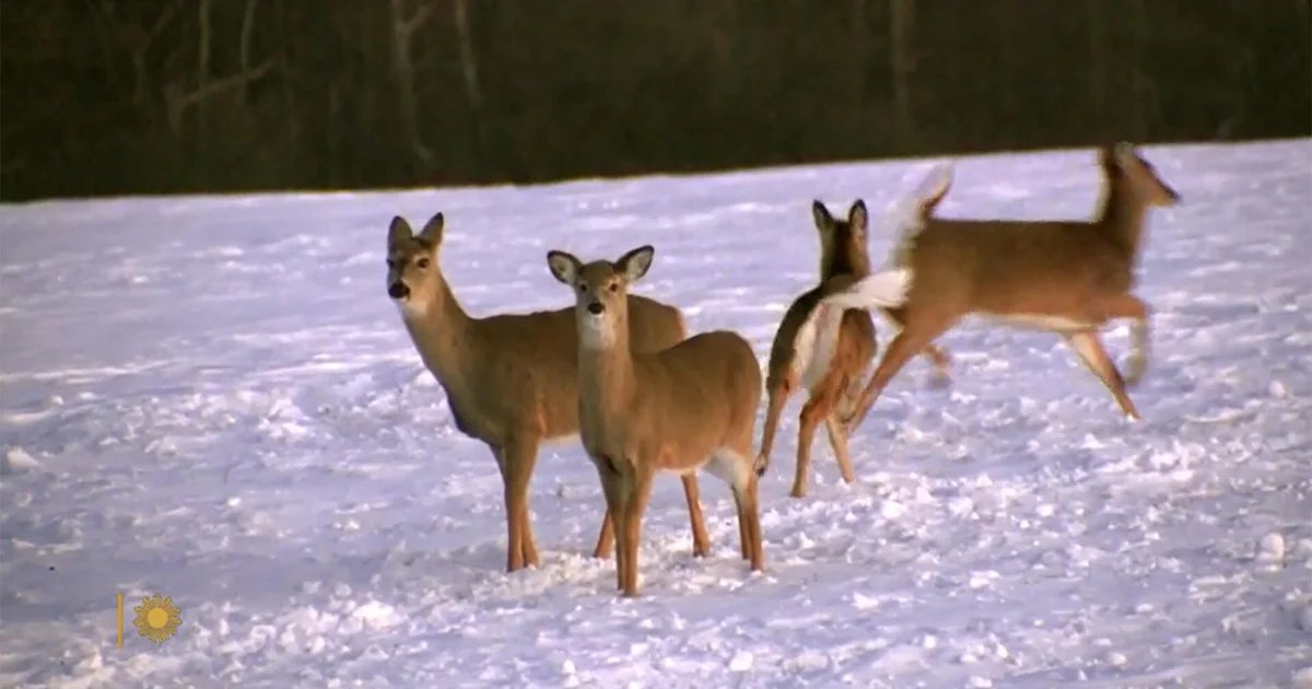 Nature: White-tailed deer in New York