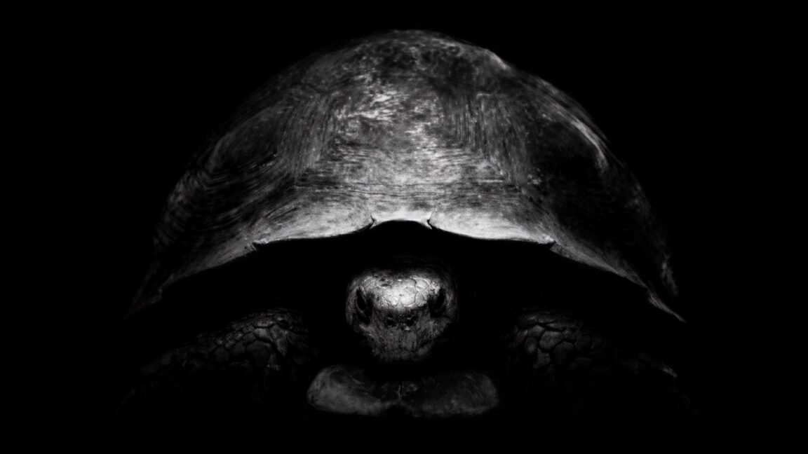 Why is Bezos trolling Musk on X with turtle pics? Because he has a new Moon plan.