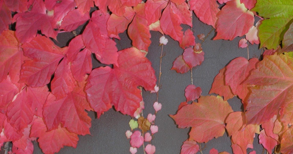 Recreating Eden: Saturday Photo: Nature Loves Hearts Too