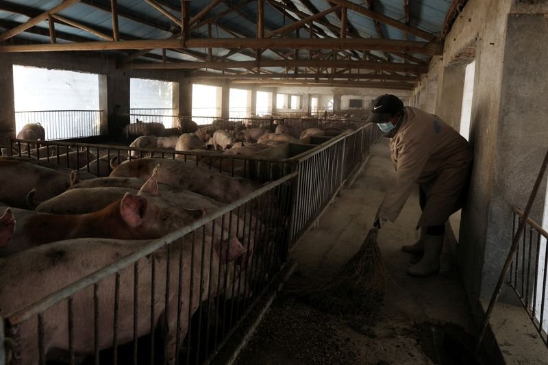Feed cost surge from Iran war deepens pain for China’s pig farmers