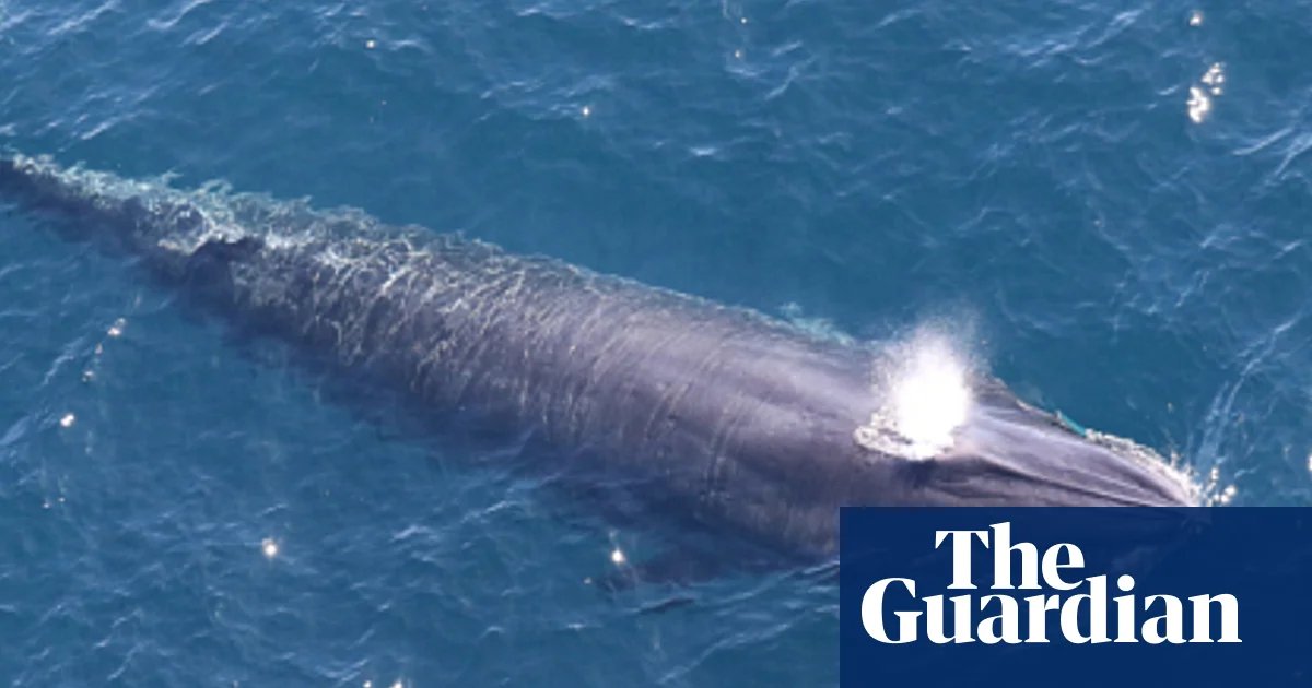 Federal ‘God squad’ exempts oil and gas drilling in Gulf of Mexico from endangered species rules | Trump administration