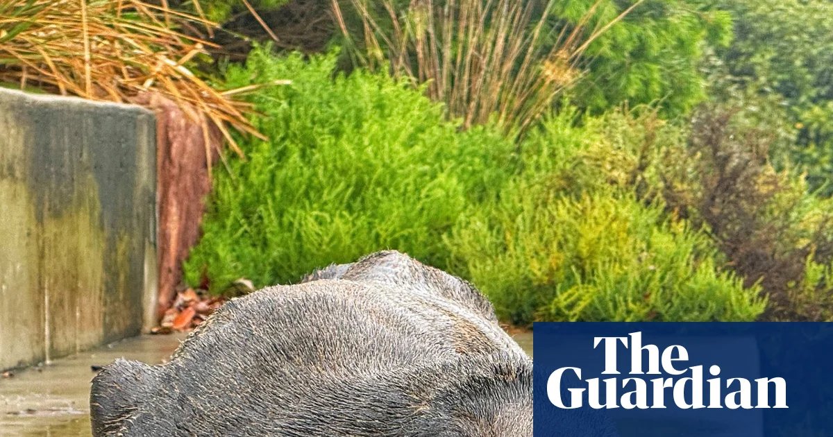 Concerns for ‘declining’ fur seal spotted at Cooks River in inner Sydney | Australia news