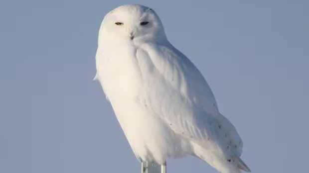 Forget piña coladas on hot beaches. These snowbirds prefer binoculars and owls on the frozen Canadian prairie