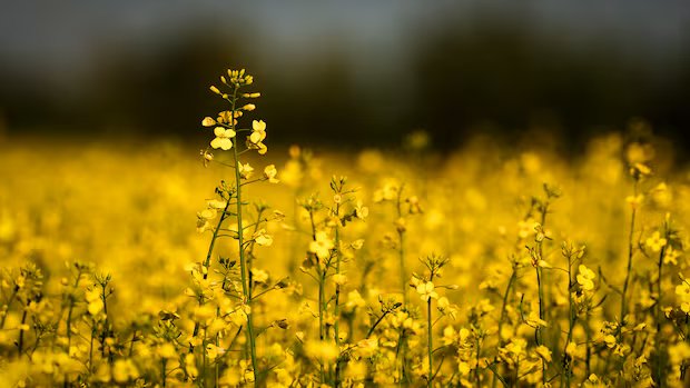 Not just oil: Fertilizer prices spike amid Iran war, worrying Canadian farmers