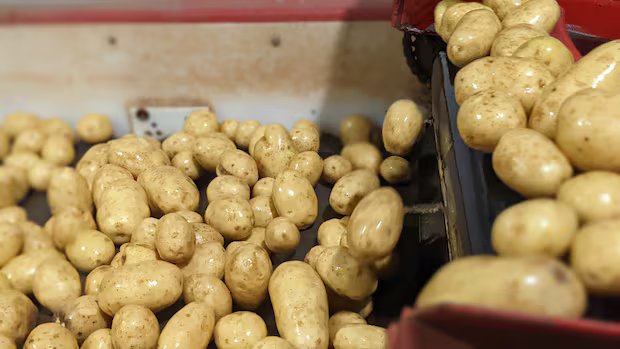 Canadian potatoes may soon be headed to Mexico thanks to new trade deal