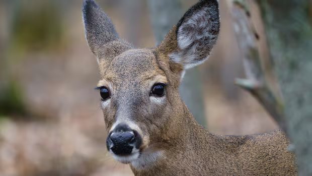 Parks Canada planning to cull dozens of deer on historic Quebec island