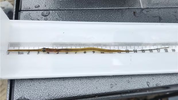 Tropical fish appearing more frequently in Nova Scotian waters, scientists say