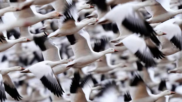 Alberta poultry farmers brace for spring migration after last year’s surge in avian flu cases