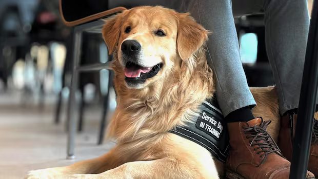 Service-dog-to-be dies after attack at Gatineau dog daycare