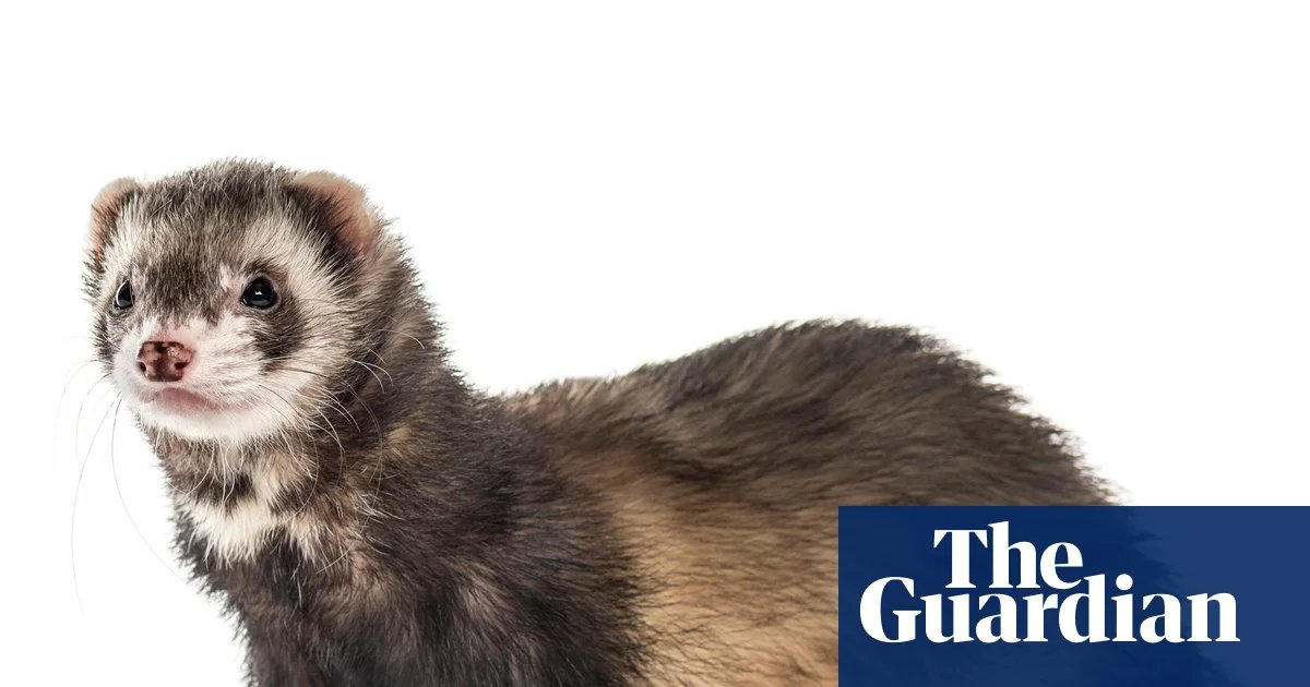 Predatory feral ferrets removed from an island for the first time ever | Conservation