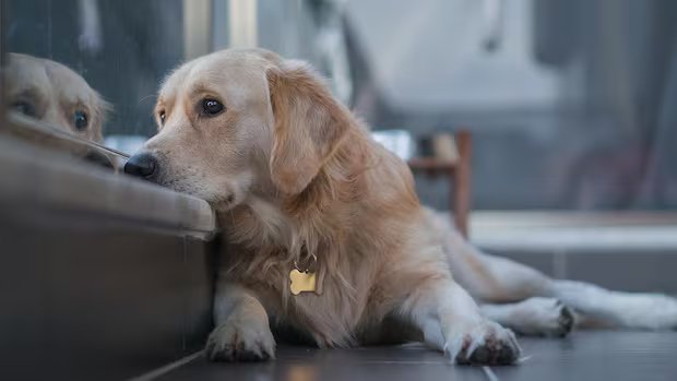 Quebec’s housing tribunal rules no-pet clause in rental lease violates Charter rights