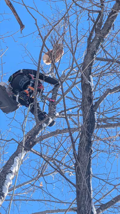 Arborist rescues cat from 8-storey-tall tree in east Ottawa