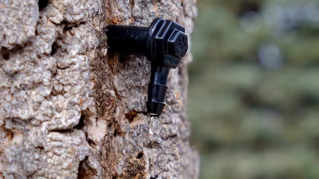 Maple syrup season in N.S. off to good start, despite concerns about last year’s drought