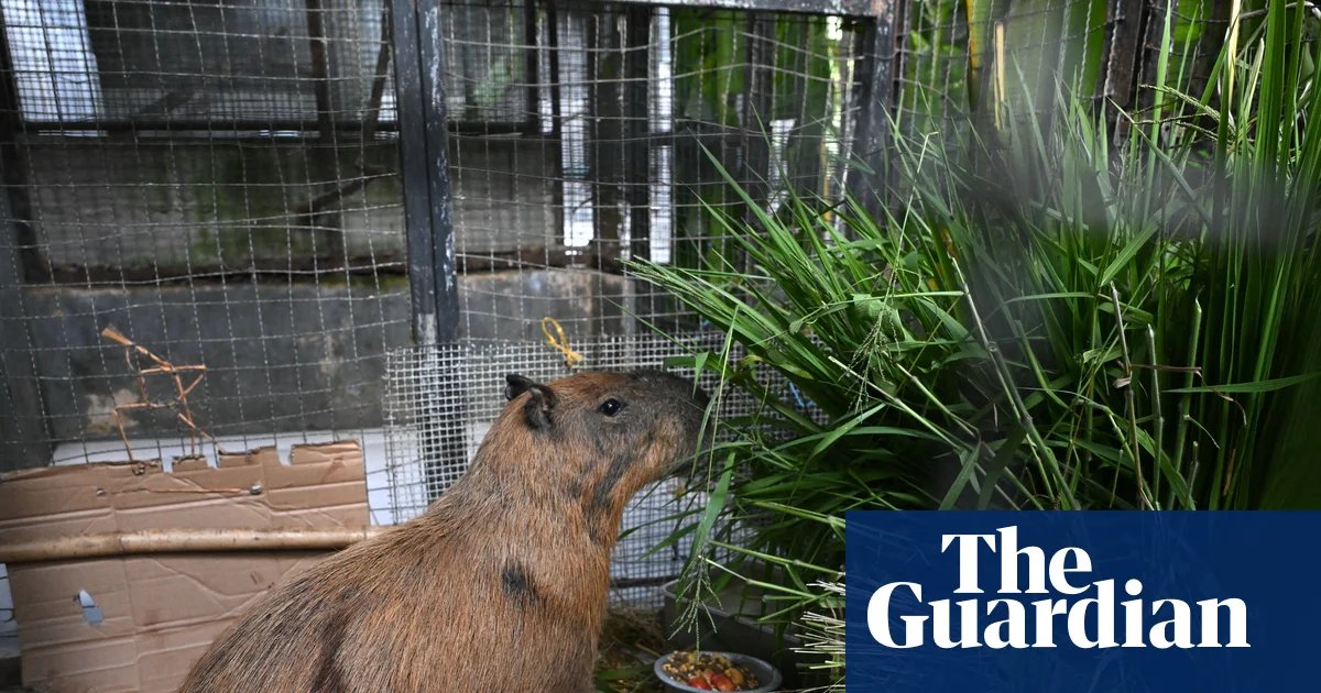 Eight arrested for ‘brutal’ attack on capybara in Brazil | Brazil