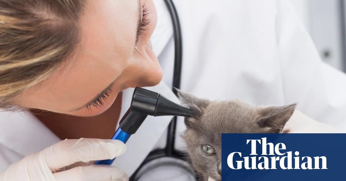 UK vets face crackdown over fees as pet owners ‘left in the dark’ on bills | Business