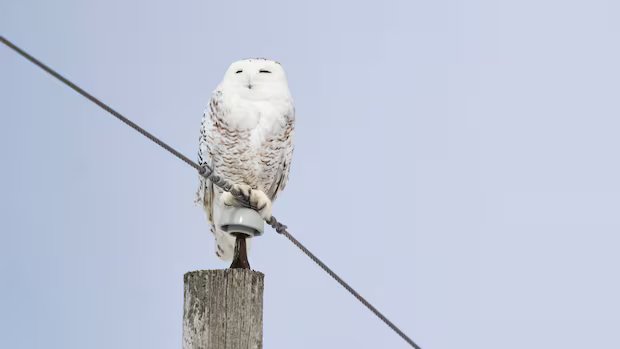 Snowy owls, giant otters, hammerhead sharks considered for greater protection at UN conference
