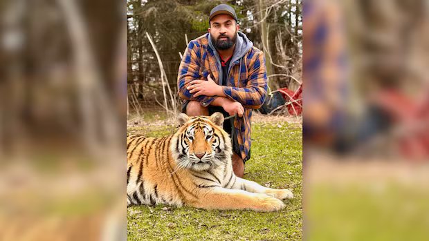 3 tigers, hyena no longer with Wainfleet, Ont., owner despite efforts to fight exotic animal bylaw