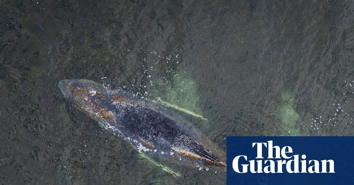Hope running low for humpback whale stranded off German coast | Germany
