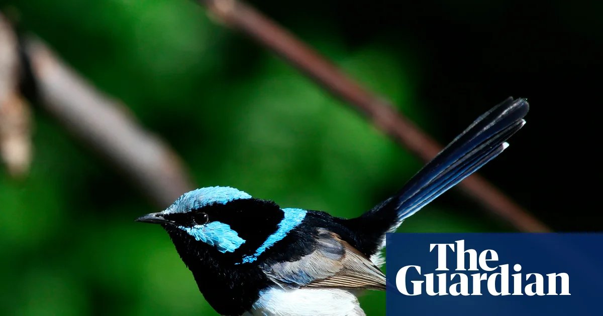 Australia’s superb fairywren could be extinct within decades due to climate crisis, researchers say | Australia news