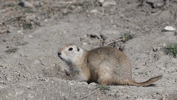 Wildlife advocates ‘disappointed’ by feds’ decision to allow strychnine