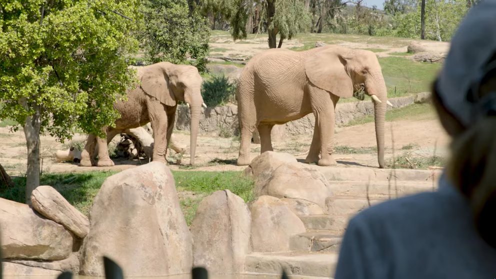 WATCH:  David Muir shares details about new Elephant Valley exhibit at San Diego Zoo