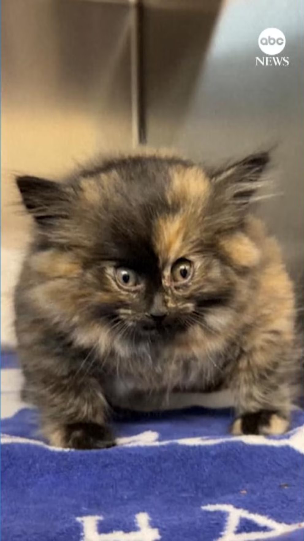 WATCH:  Animal shelter rescues kitten who appeared inflated like a balloon