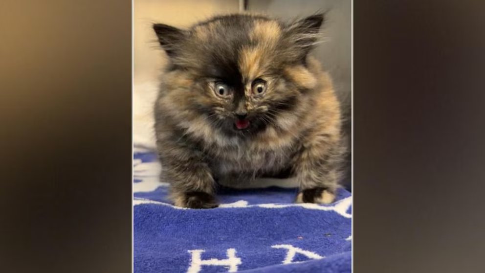 WATCH:  Shelter rescues kitten who appeared inflated like a balloon