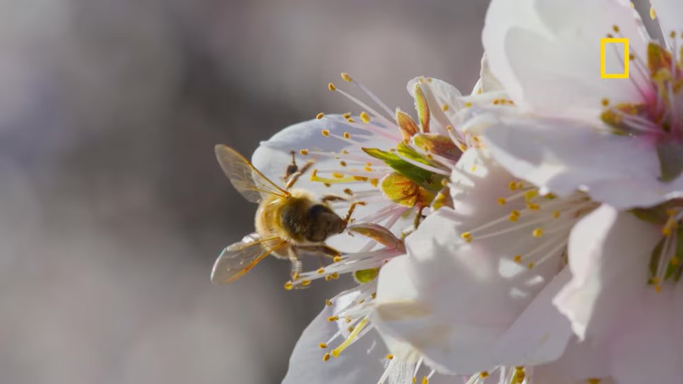 WATCH:  Sneak peek of 'Secrets of the Bees' on Nat Geo