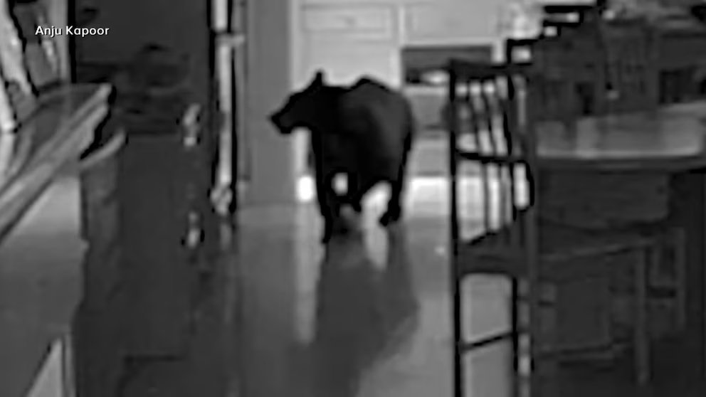 WATCH:  Bear breaks into California kitchen