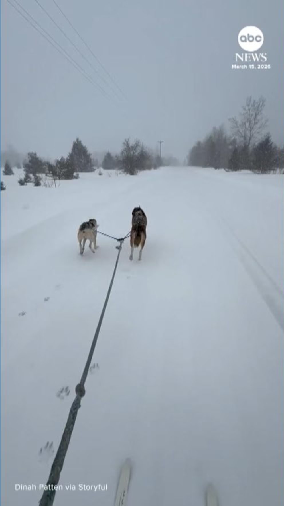 WATCH:  Woman gets towed on skis by dogs amid blizzard