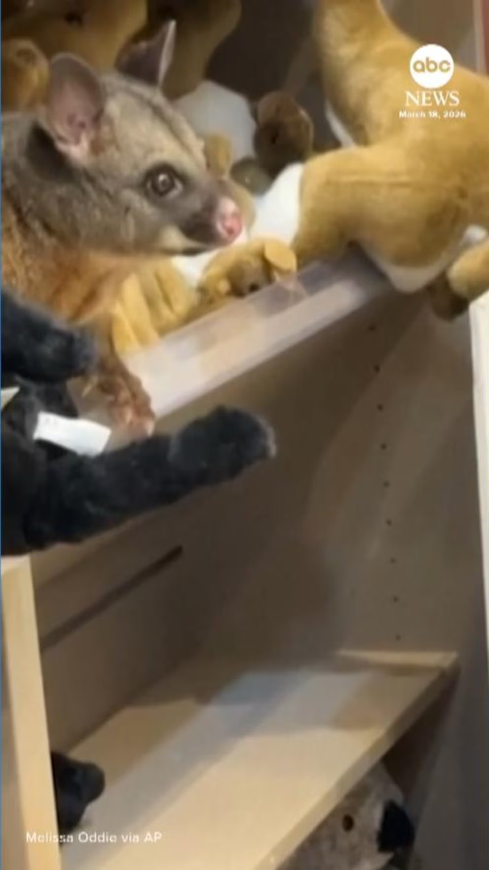 WATCH:  A possum found a cozy spot tucked into a shelf crammed with cuddly toy animals at an airport gift shop in Australia.