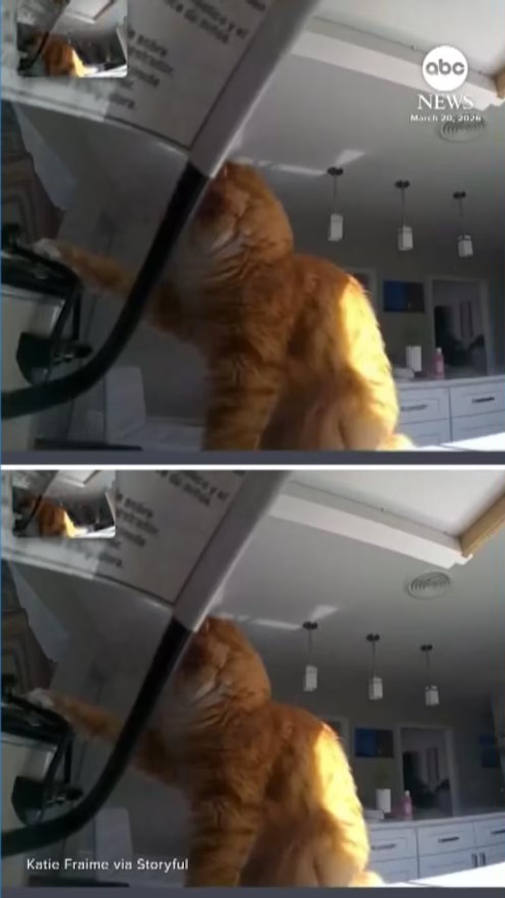 WATCH:  A hungry orange cat broke into its owner's slow cooker and stole a brisket straight out of the pot.