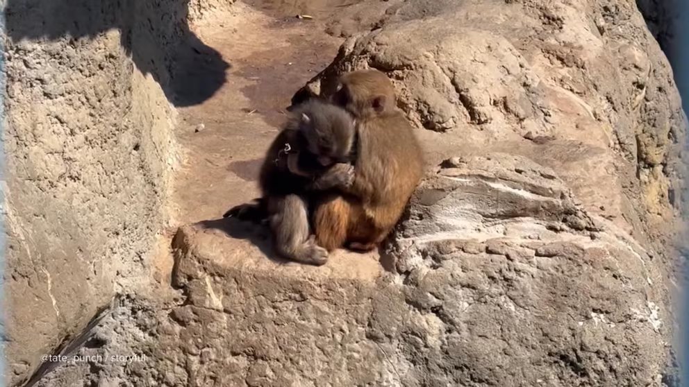 WATCH: Punch the monkey seen cuddling fellow monkey fans dub "girlfriend"