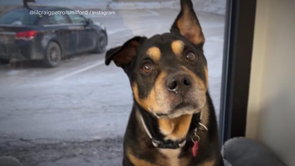 WATCH:  America Strong: the dog that nobody wanted finds a home!