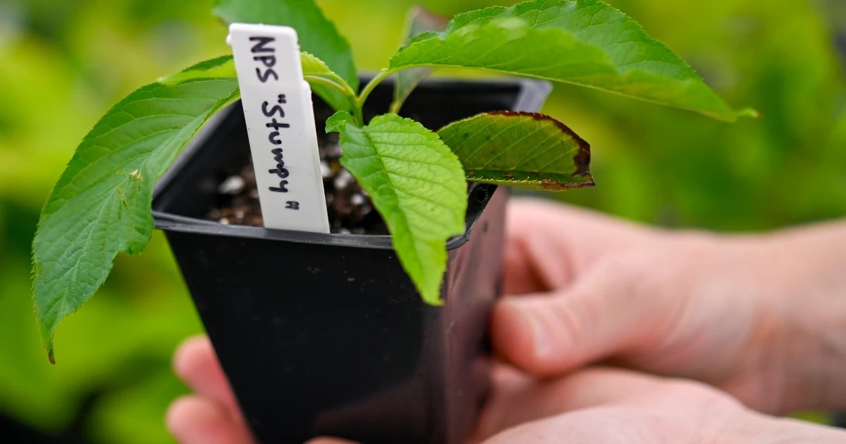 Clones of Stumpy, Washington, D.C.’s beloved cherry blossom tree, have flowered for the first time