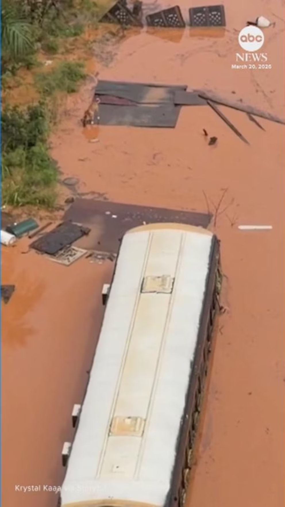 Video Dogs rescued after being left stranded in Hawaii floodwaters