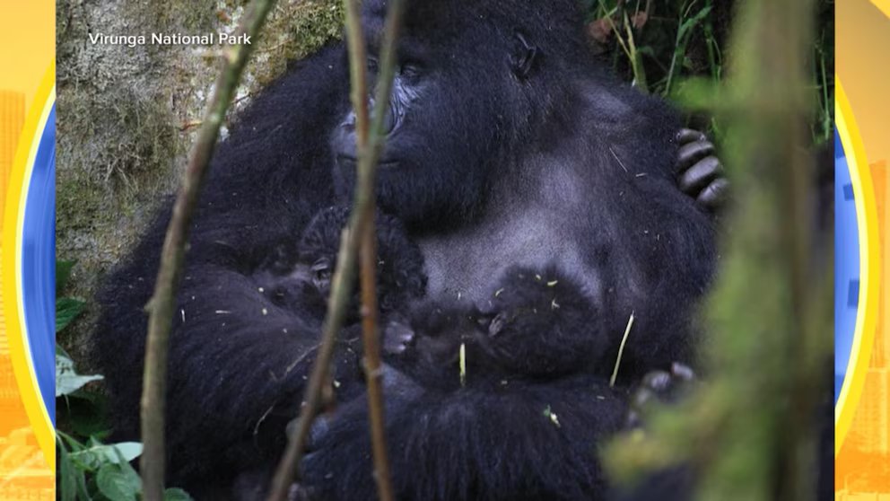 WATCH:  Rare twin gorilla babies born in Congo
