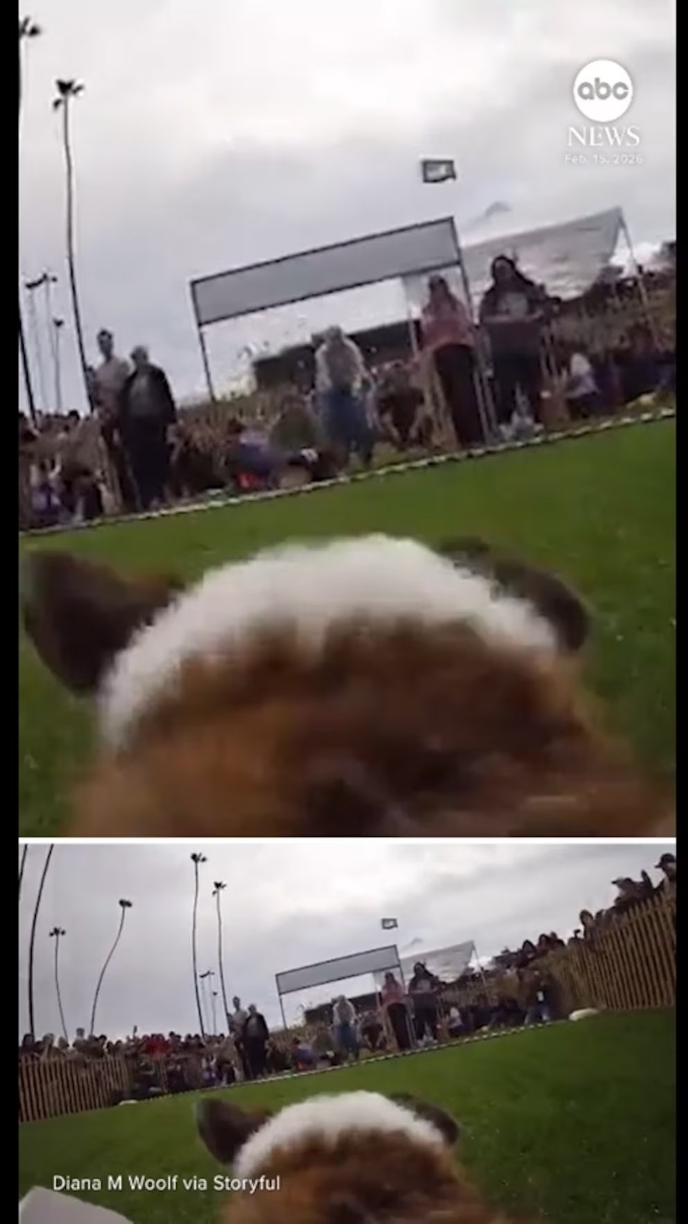 Video You’re a corgi in a national race